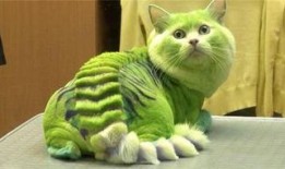 娱乐吃瓜君猫猫生气歌,娱乐吃瓜君带你领略萌宠音乐魅力