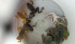 变异牛蛙爆料视频大全,揭秘神秘爆料视频大全