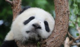 娱乐吃瓜酱熊猫生气,娱乐吃瓜酱揭秘背后真相