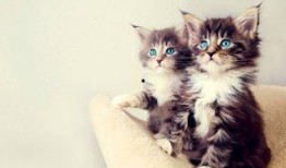 微密猫吃瓜网红,揭秘网红圈幕后故事