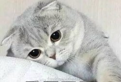 娱乐吃瓜君猫猫生气歌,娱乐吃瓜君带你领略萌宠音乐魅力