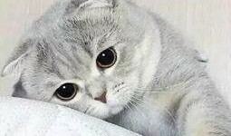 娱乐吃瓜君猫猫生气歌,娱乐吃瓜君带你领略萌宠音乐魅力