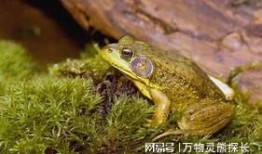 变异牛蛙爆料视频大全,揭秘神秘爆料视频大全