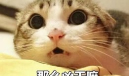 娱乐吃瓜君猫猫生气歌,娱乐吃瓜君带你领略萌宠音乐魅力