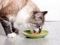 微密猫吃瓜网红,揭秘网红圈幕后故事