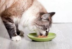 微密猫吃瓜网红,揭秘网红圈幕后故事