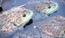 变异牛蛙爆料视频大全,揭秘神秘爆料视频大全