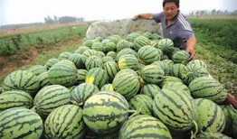 青岛的网红吃瓜事件真相,揭秘背后真相与争议