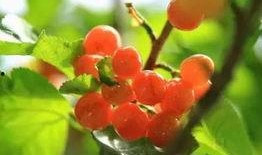 樱桃树娱乐圈爆料,樱桃树事件幕后真相大曝光