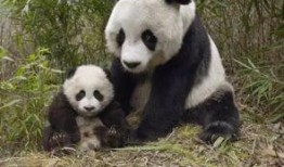 娱乐吃瓜酱熊猫生气,娱乐吃瓜酱揭秘背后真相