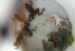 变异牛蛙爆料视频大全,揭秘神秘爆料视频大全