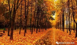 秋天妈妈最新视频爆料下载,育儿心得与生活点滴