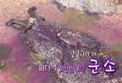 紫色海下集在线观看,紫色海下集在线观看之旅