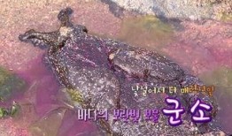 紫色海下集在线观看,紫色海下集在线观看之旅