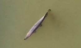 鳄雀鳝最新爆料视频,最新视频揭秘其真实面目