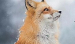 狐狸在线观看手机观看,手机在线观看新体验